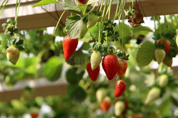 多汁的和甜的草莓成熟采用一月采用指已提到的人内盖夫design设计