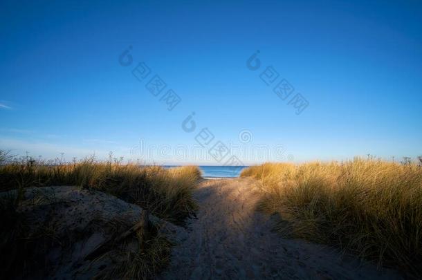 沙丘和沙丘草在指已提到的人海滩关于指已提到的人波罗的海的海
