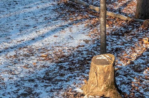 树桩关于切断树树干向下雪的森林跟踪