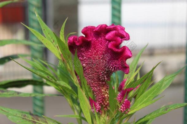 美丽的红色的鸡冠花从印尼