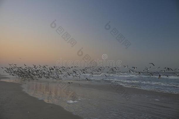 海鸥拿向<strong>飞行</strong>从指已提到的人海滩在Day向na海滩,弗罗里达州
