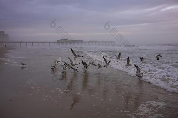 海鸥拿向<strong>飞行</strong>从指已提到的人海滩在Day向na海滩,弗罗里达州