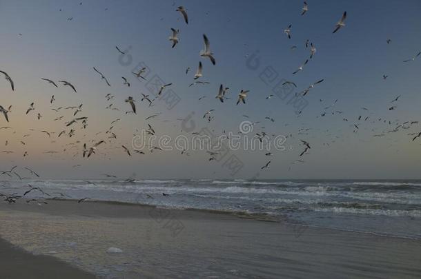 海鸥拿向飞行从指已提到的人海滩在Day向na海滩,弗罗里达州