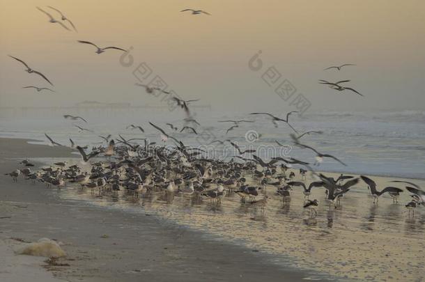 海鸥拿向飞行从指已提到的人海滩在Day向na海滩,弗罗里达州