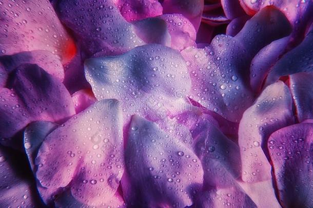 紫罗兰向紫色的狗-玫瑰花瓣后退和水滴.雨衣