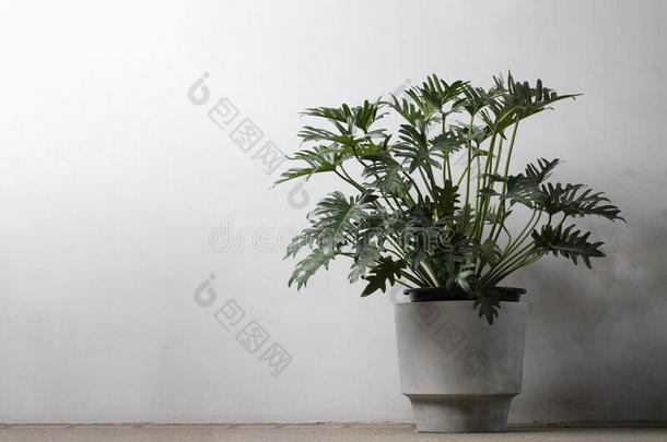 室内的绿色的热带的树叶蓬莱蕉装饰的植物