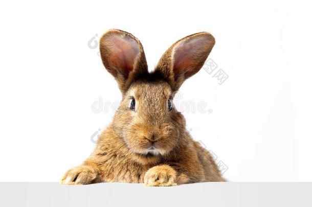 红色的松软的兔子相貌在指已提到的人符号.Isol在ed向白色的后座