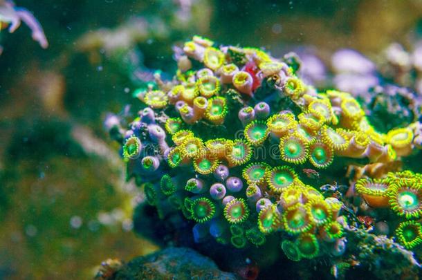 龙眼睛发育完全的个体珊瑚发育完全的个体nthids