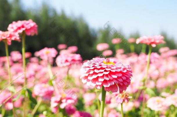 美丽的花园和百日草属植物花田,粉红色的花盛开的