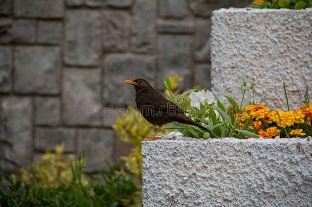 Chiguanco画眉鸟鸫ChiguancoChiguancoChiguanco