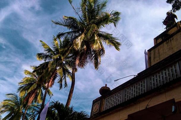 蓝色天看法和椰子树在<strong>塌陷</strong>,布拉干
