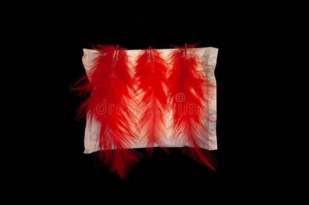 不规则的时期观念.月经的循环给装衬垫和红色的羽毛