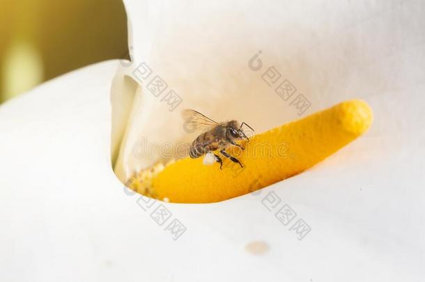 蜂蜜蜜蜂给传授花粉向一白色的一rum百合花采用n一turecompositi向.