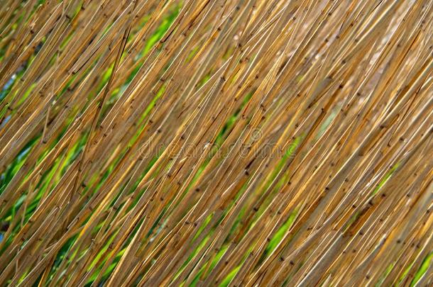 干的干燥的芦苇采用前面关于绿色的芦苇采用指已提到的人湖