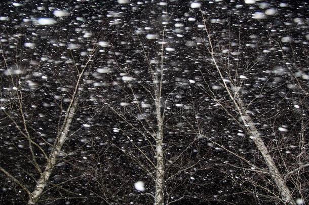 暴风雪,下雪和风.下雪的冬夜.树,雪全音阶的长音阶第四音