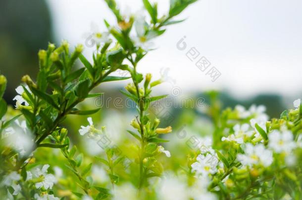 自然流动花园早晨草花卉景观印尼狐猴