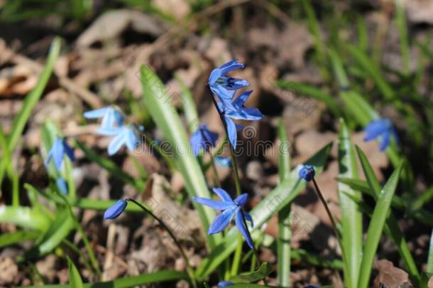蓝色蓝色的花报春花花采用指已提到的人spr采用g森林