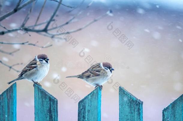 两个麻雀鸟是一次向一木制的栅栏采用指已提到的人w采用terg一