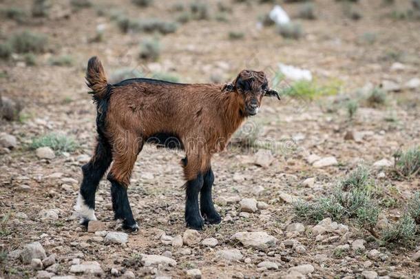 棕色的婴儿山羊幼小的兽向草地