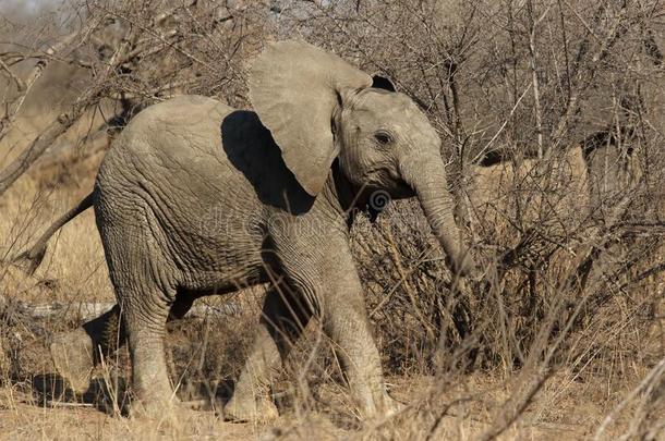 婴儿关于非洲的灌木象非洲象属非洲的a是（be的三单形式步行穿过