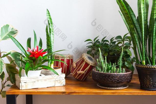 房间装饰和室内的植物.生长的盆栽的house植物.