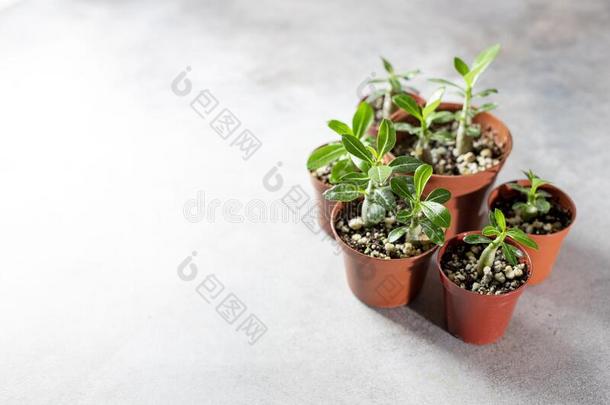 种植新的植物.发芽箭毒胶属植物从种子在家,长嘴硬鳞鱼