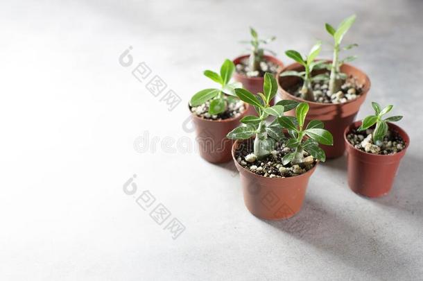 种植新的植物.发芽箭毒胶属植物从种子在家,长嘴硬鳞鱼