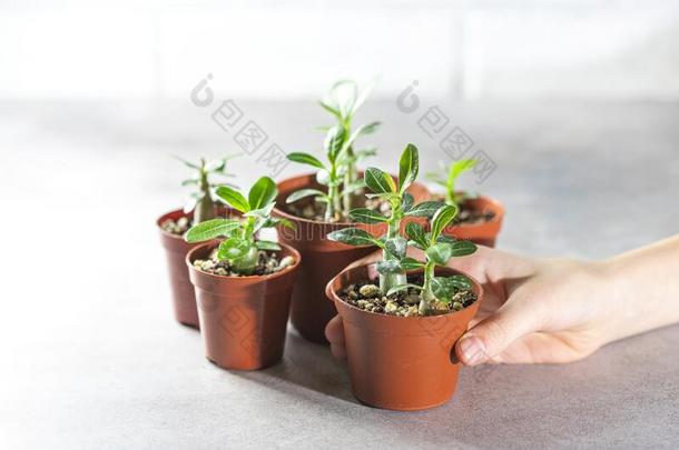 种植新的植物.发芽箭毒胶属植物从种子在家,长嘴硬鳞鱼