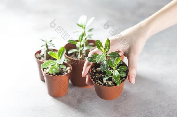 种植新的植物.发芽箭毒胶属植物从种子在家,长嘴硬鳞鱼