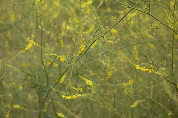 药草的植物│草木犀属天门冬属黄色的甜的花朵