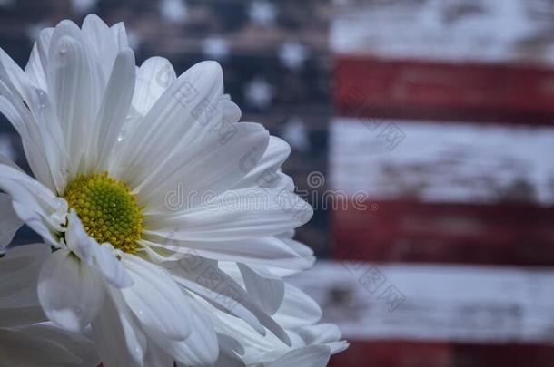 白色的描画的雏菊紧接在后的向酿酒的美利坚合众国美国人旗为爱国者