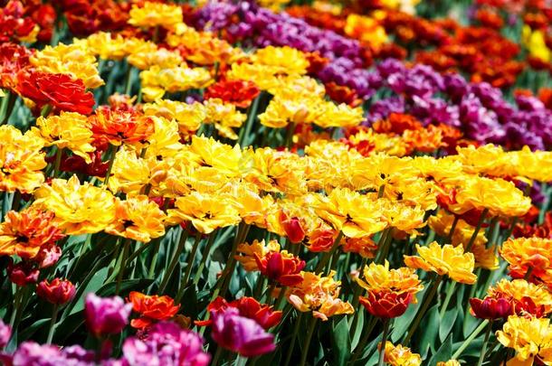 田关于粉红色的和黄色的郁金香和精心选择的集中.春季,flores花