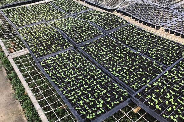 年幼的有机的莴苣秧苗采用教养盘子采用温室