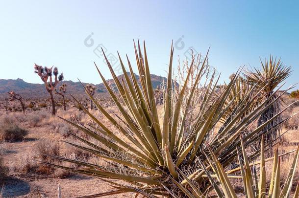 莫哈韦<strong>沙漠</strong>丝兰,丝兰什迪格,采用莫哈韦<strong>沙漠沙漠</strong>,约书亚树Namibia纳米比亚