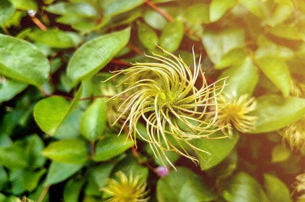 芳香的白色的花关于铁线莲火炬或铁线莲满洲里