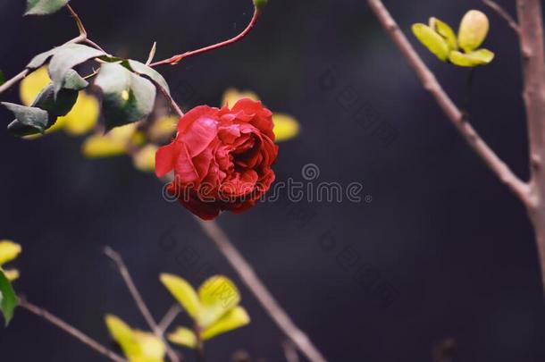 美丽的玫瑰影像