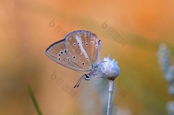 多角球埃里瓦牛蝴蝶一次向花采用苍白的背