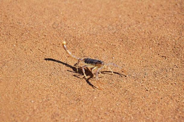 蝎子向沙关于沙漠