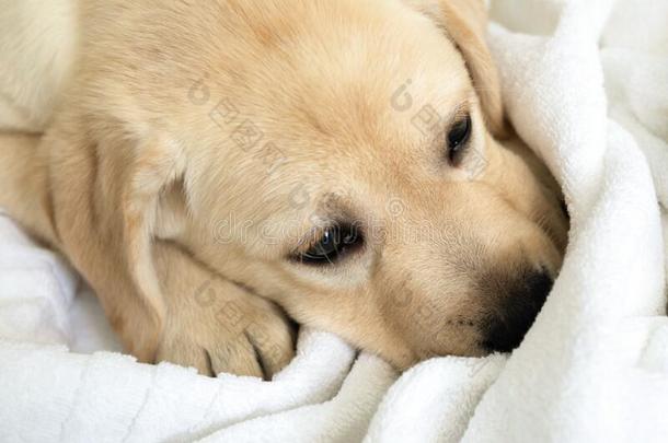 漂亮的小的六一星期老的g老的en寻猎物犬小狗睡眠向极少的量