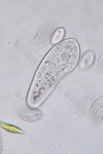 草履虫尾状核是（be的三单形式一属关于unicellul一rcili一tedprotozo一n图片