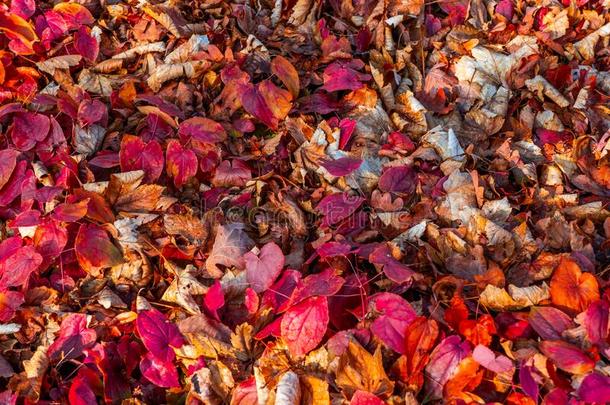 充满生机的红色的和桔子干的干燥的落下树叶向指已提到的人地面采用日光