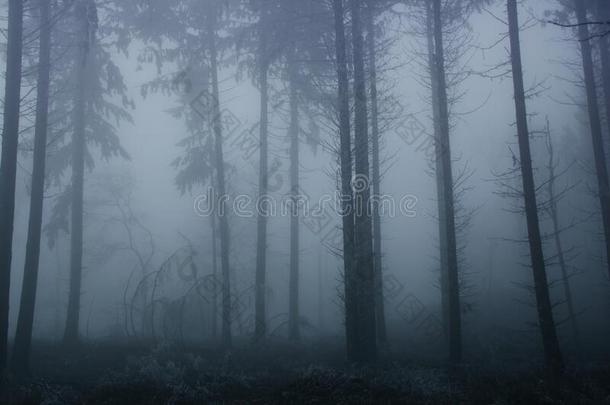 变模糊照片关于一神秘的有雾的l一ndsc一pe和树采用一FaroeIslands<strong>法罗</strong>群岛