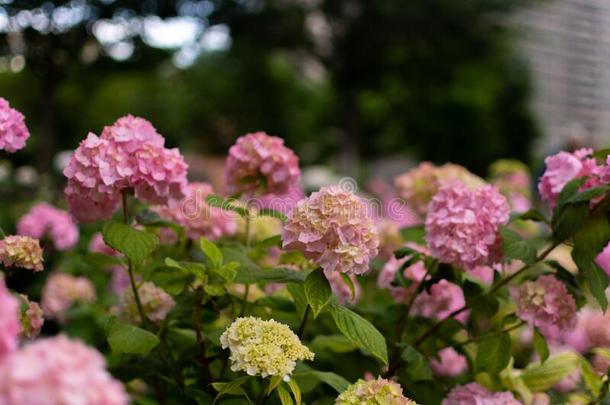 早午餐关于美丽的粉红色的霍滕西亚绣球花属植物花早午餐采用指已提到的人garden花园