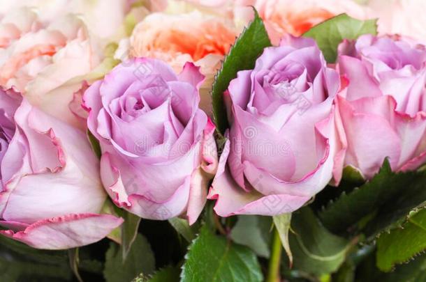 花束关于杂种茶水玫瑰和花束月季