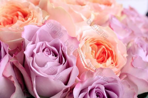 花束关于杂种茶水玫瑰和花束月季