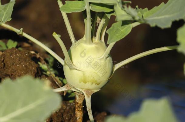 芜青甘蓝和诺尔科赫种植采用指已提到的人田