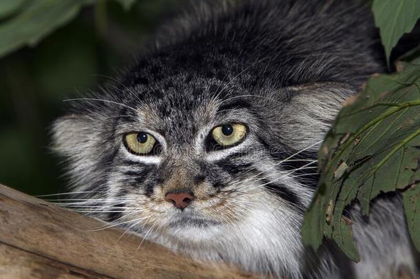 小野猫奥多科布小野猫