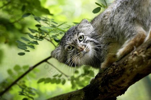 小野猫奥多科布小野猫