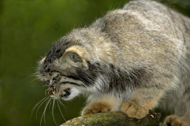 小野猫奥多科布小野猫