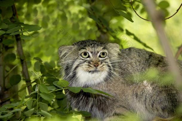 小野猫奥多科布小野猫